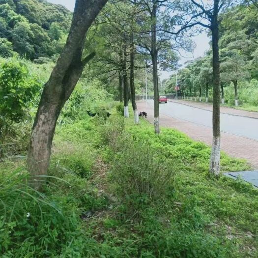 广州生态园林  广州市从化区温泉镇旅游区有60亩的山庄房屋，果园鱼塘整体出