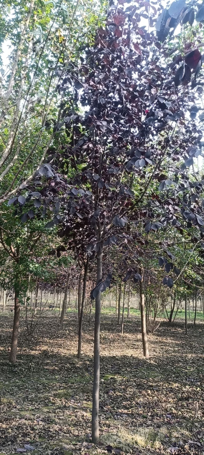 红叶稠李  紫叶稠李基地直销，6—10公分有量，可视屏看货，