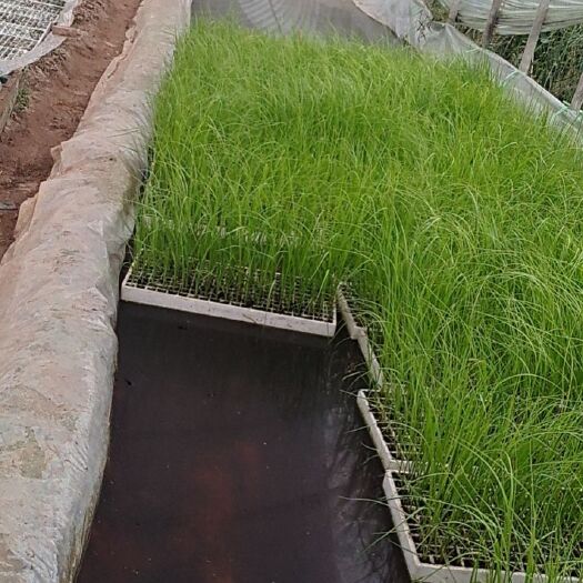玉溪蒲苇