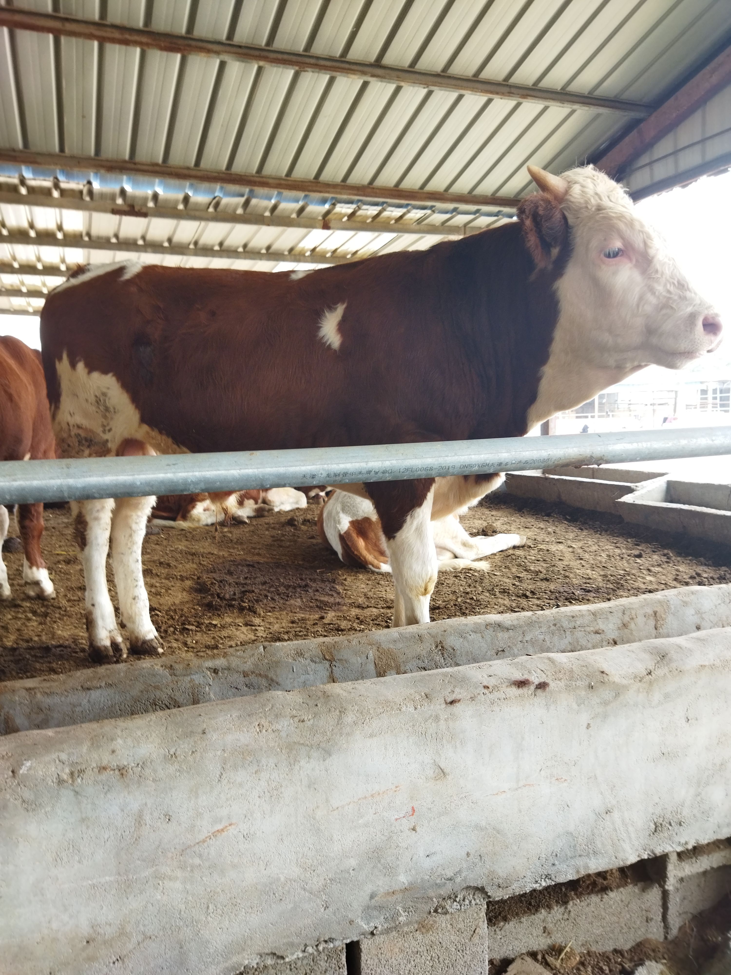 杂交牛  西门塔尔牛牛犊