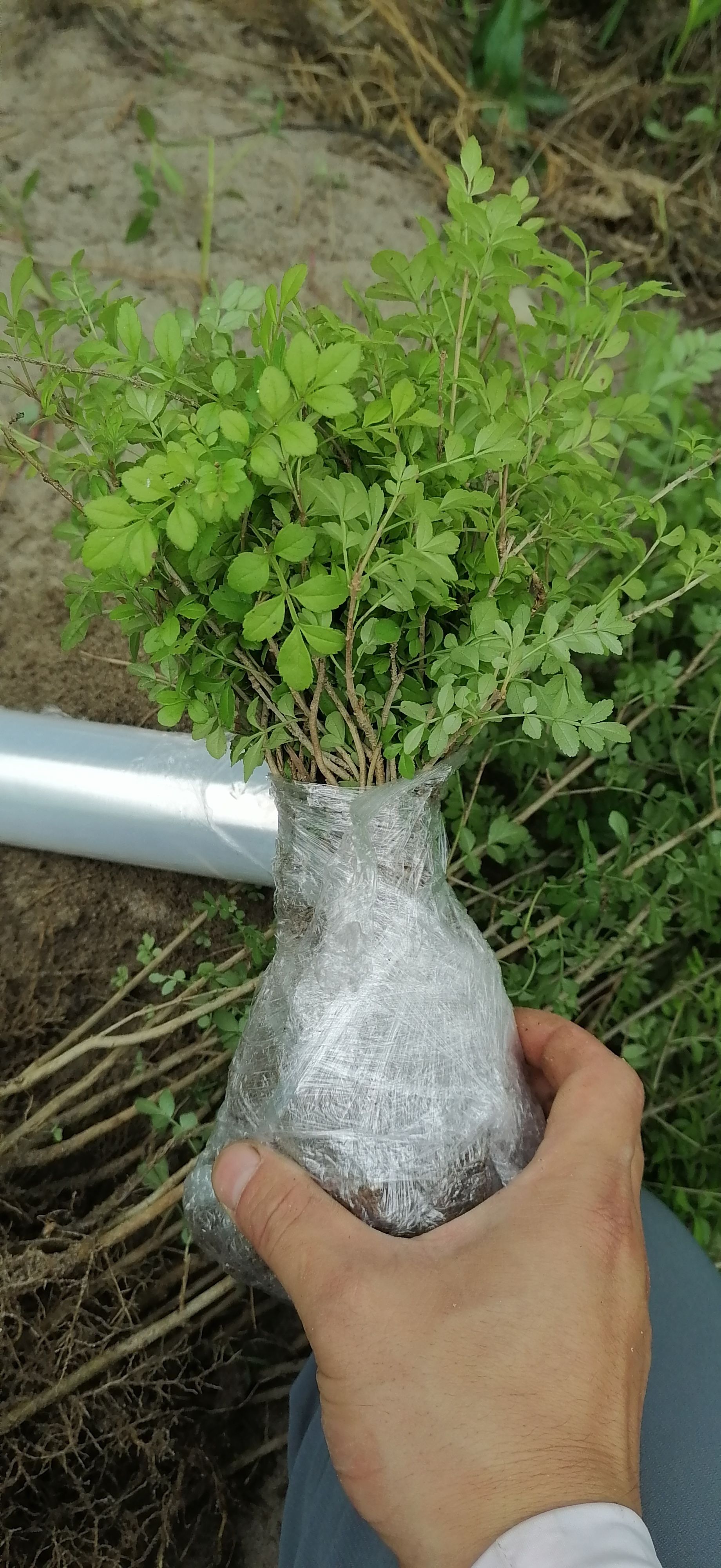 对节白蜡苗对接白蜡苗