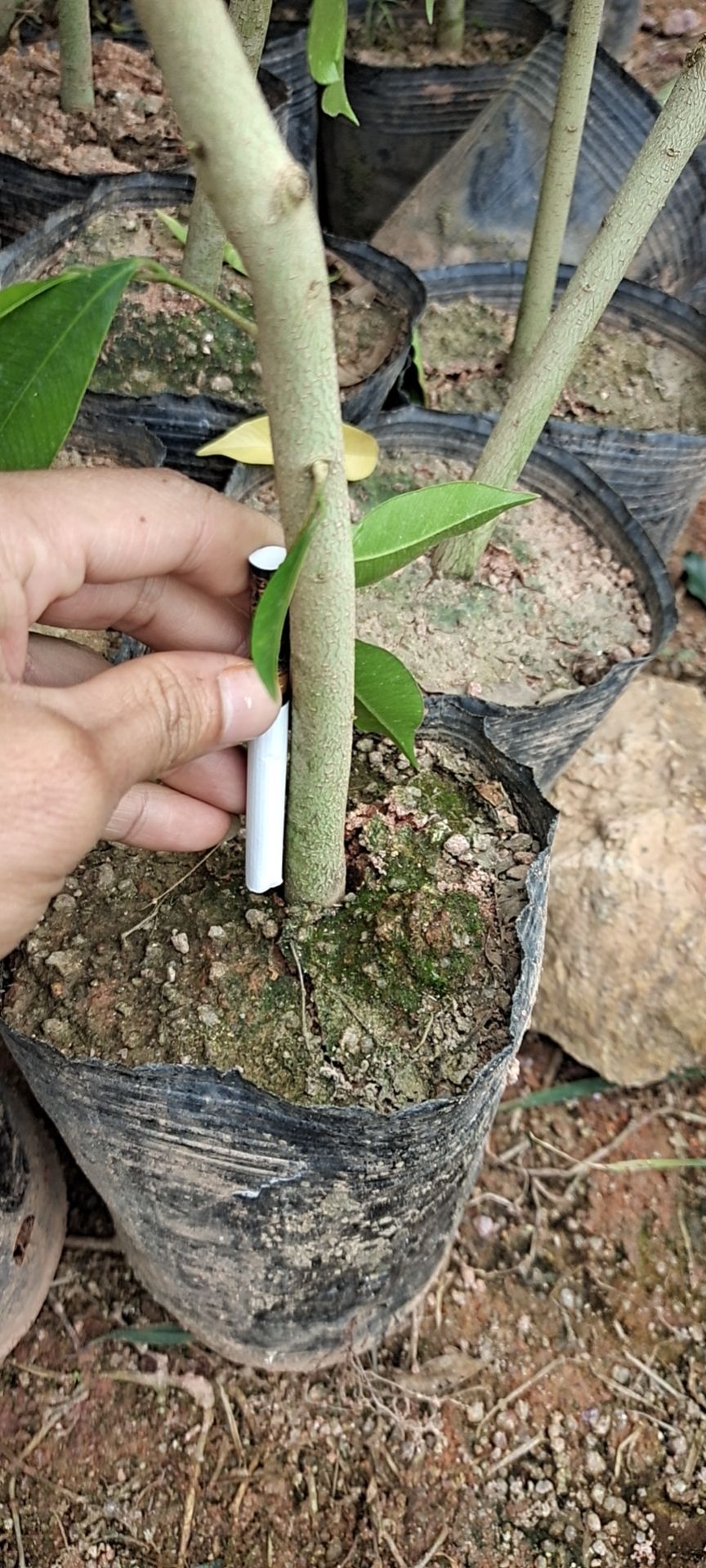 沉香苗头经0.8上红泥土