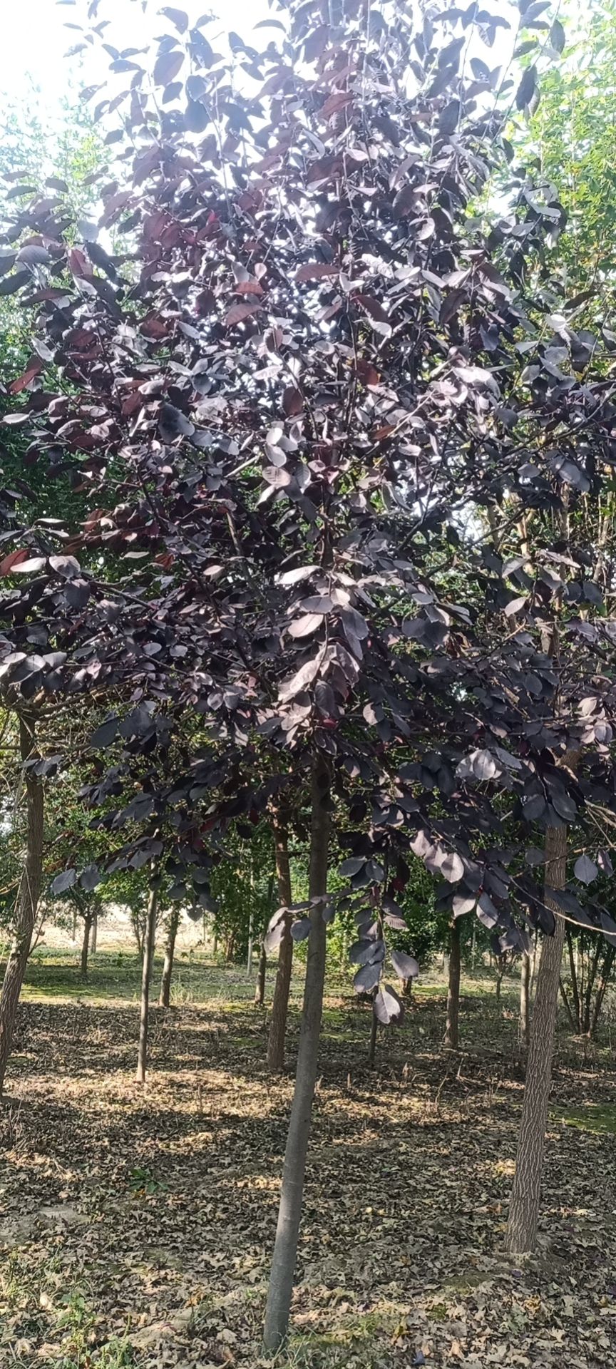 红叶稠李  紫叶稠李基地直销，6—10公分有量，可视屏看货，