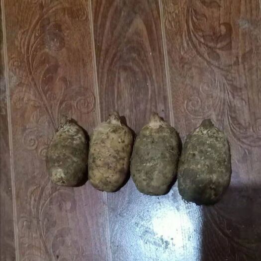 赫章县乌天麻  鲜天麻
