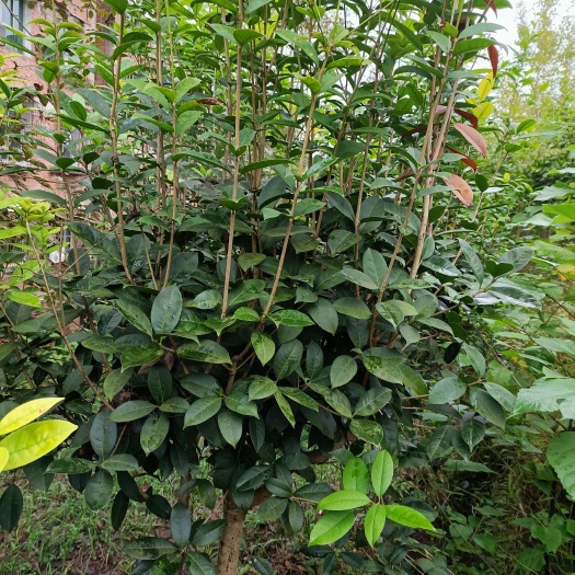荣县 桂花树<银桂> 工程桂花树  四季常青
