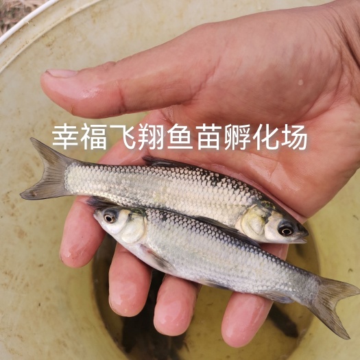 黄冈热供青鱼苗 螺丝青 ，水花，夏花苗，寸苗