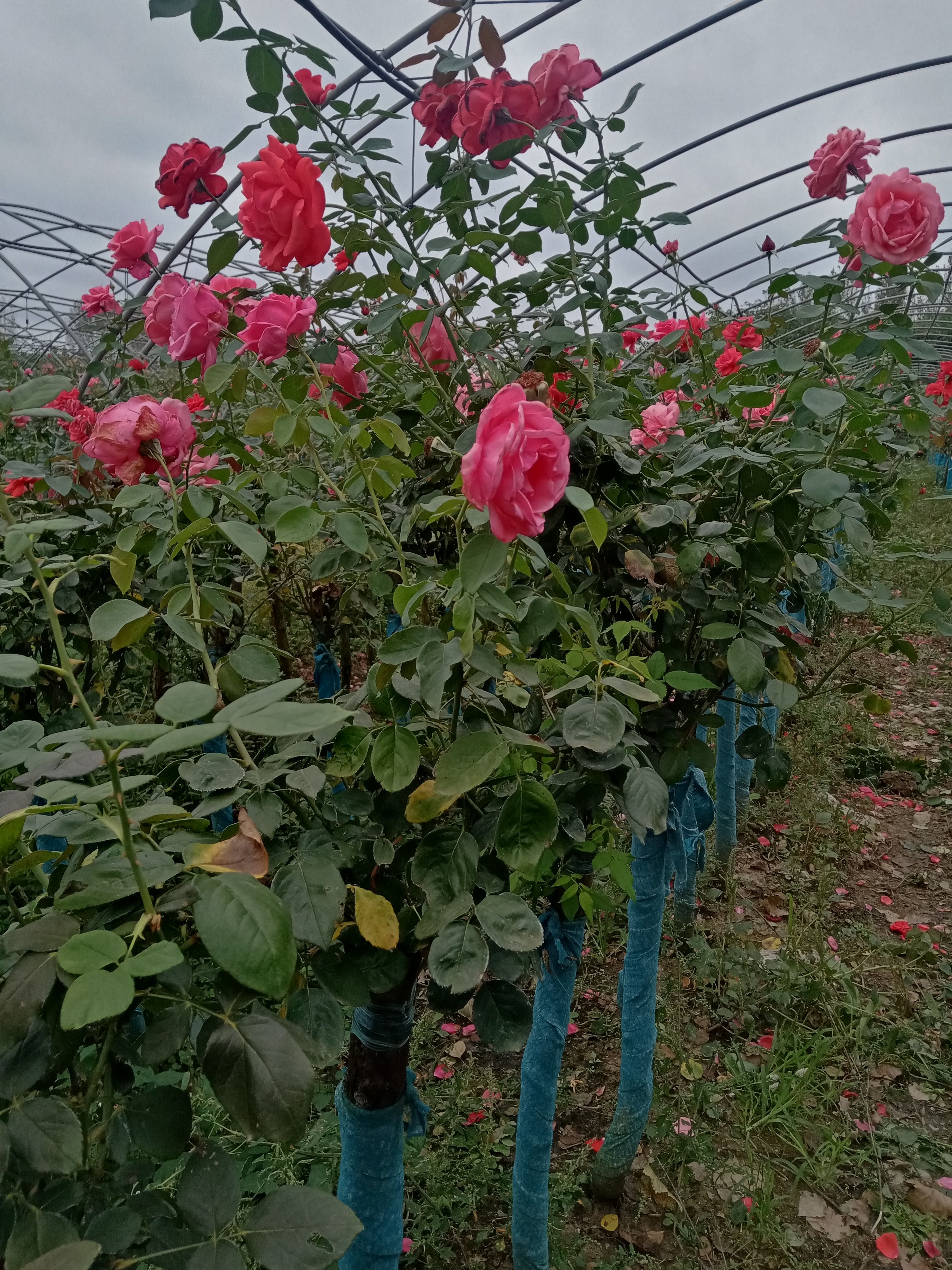 树状月季 树壮月季树