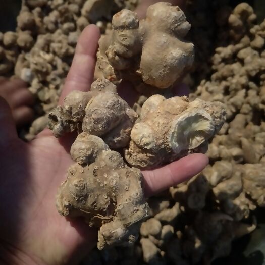 龙陵县竹节参成品，干货大量上市