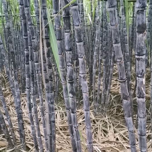 翁源县广东甘蔗产地直发