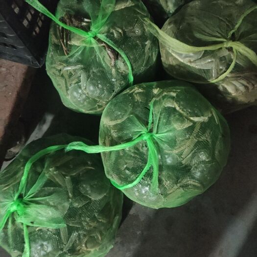  大闸蟹