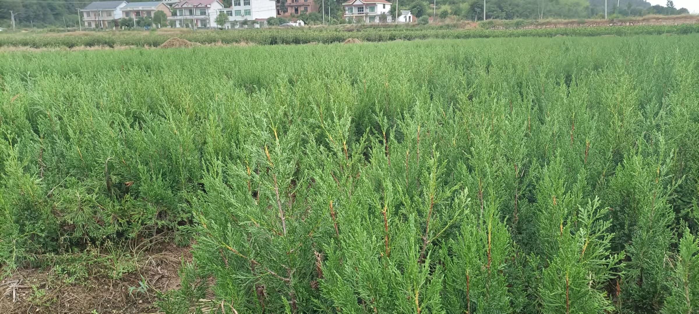 塔柏树苗