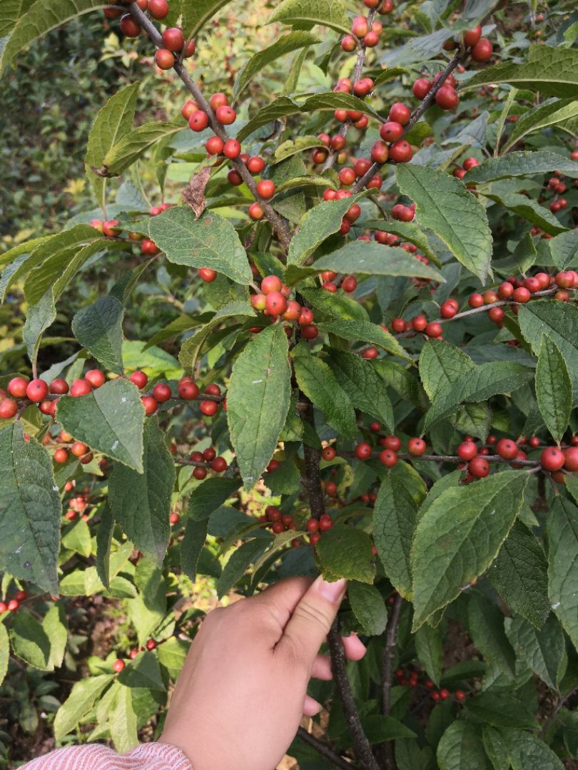  盆景冬青，北美冬青四年苗，盆景专用，切枝，带土球发货