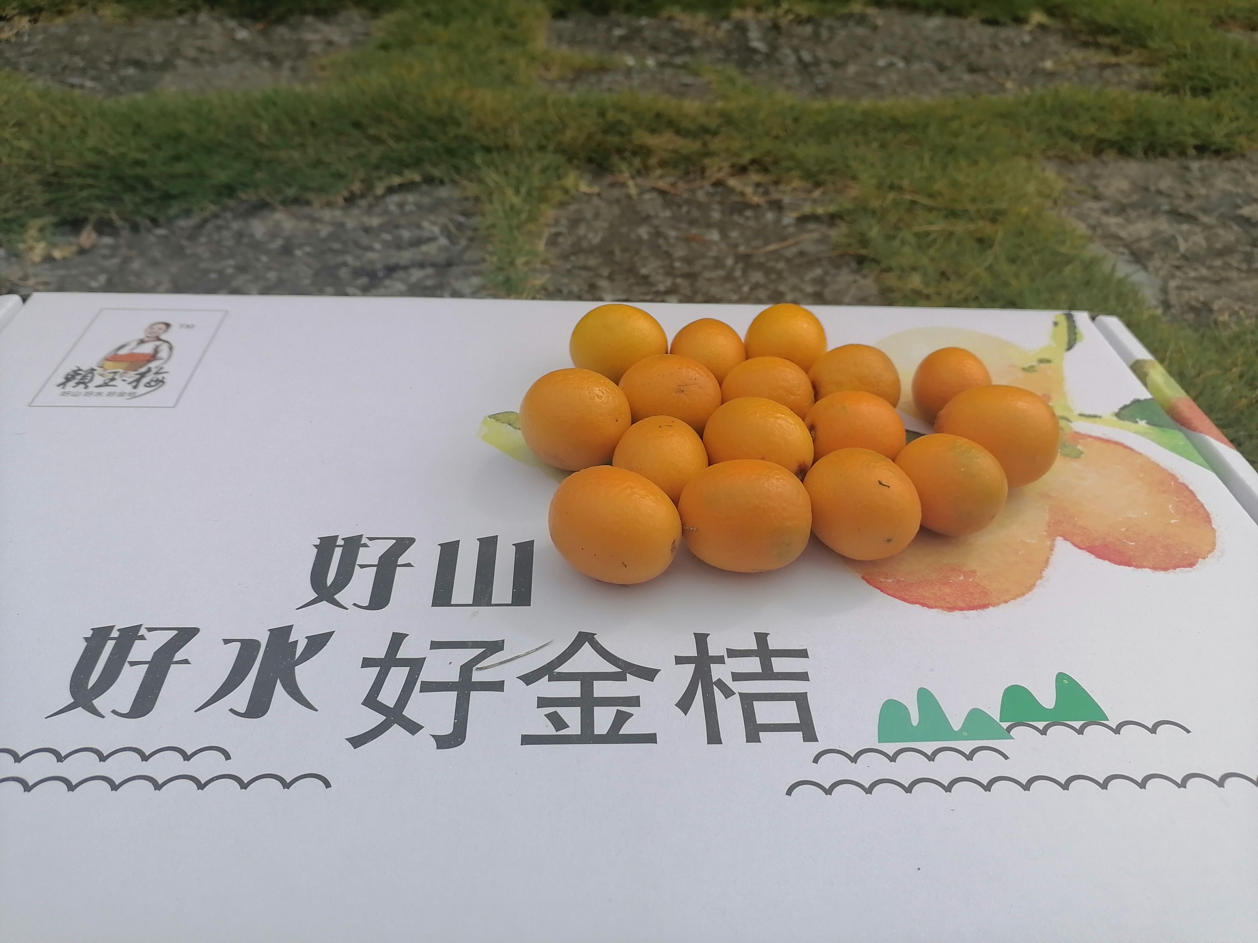 油皮金桔  阳朔金桔