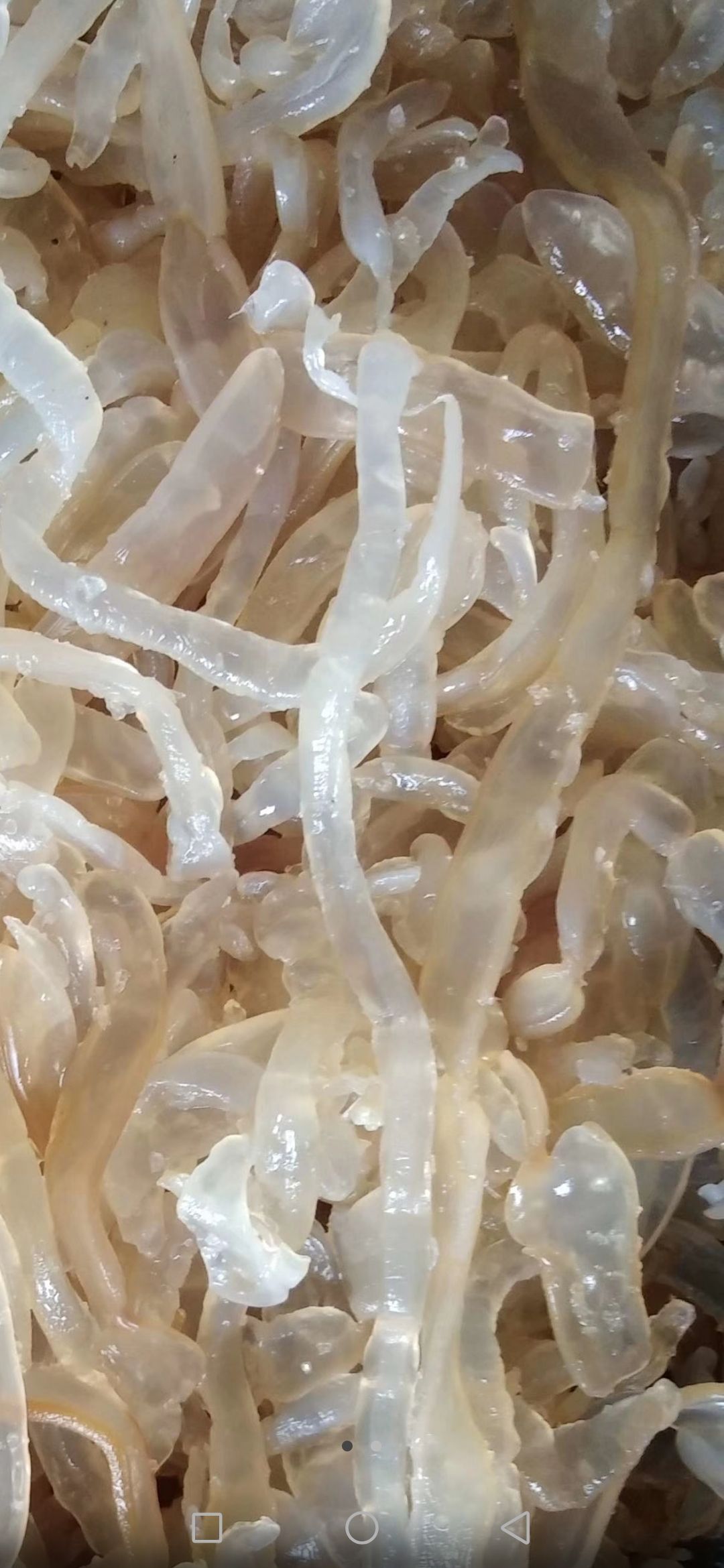 海蜇丝