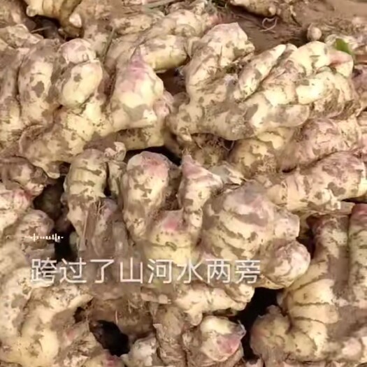 莒县生姜 自家种植，量大优先！
