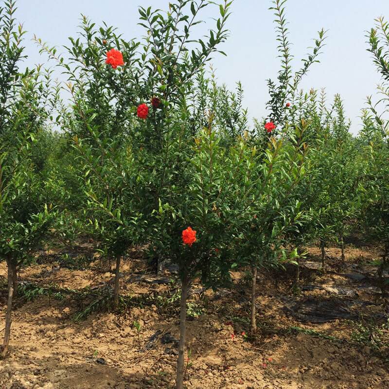 花石榴苗  大量供应高杆花石榴，丛生花石榴1-3米冠