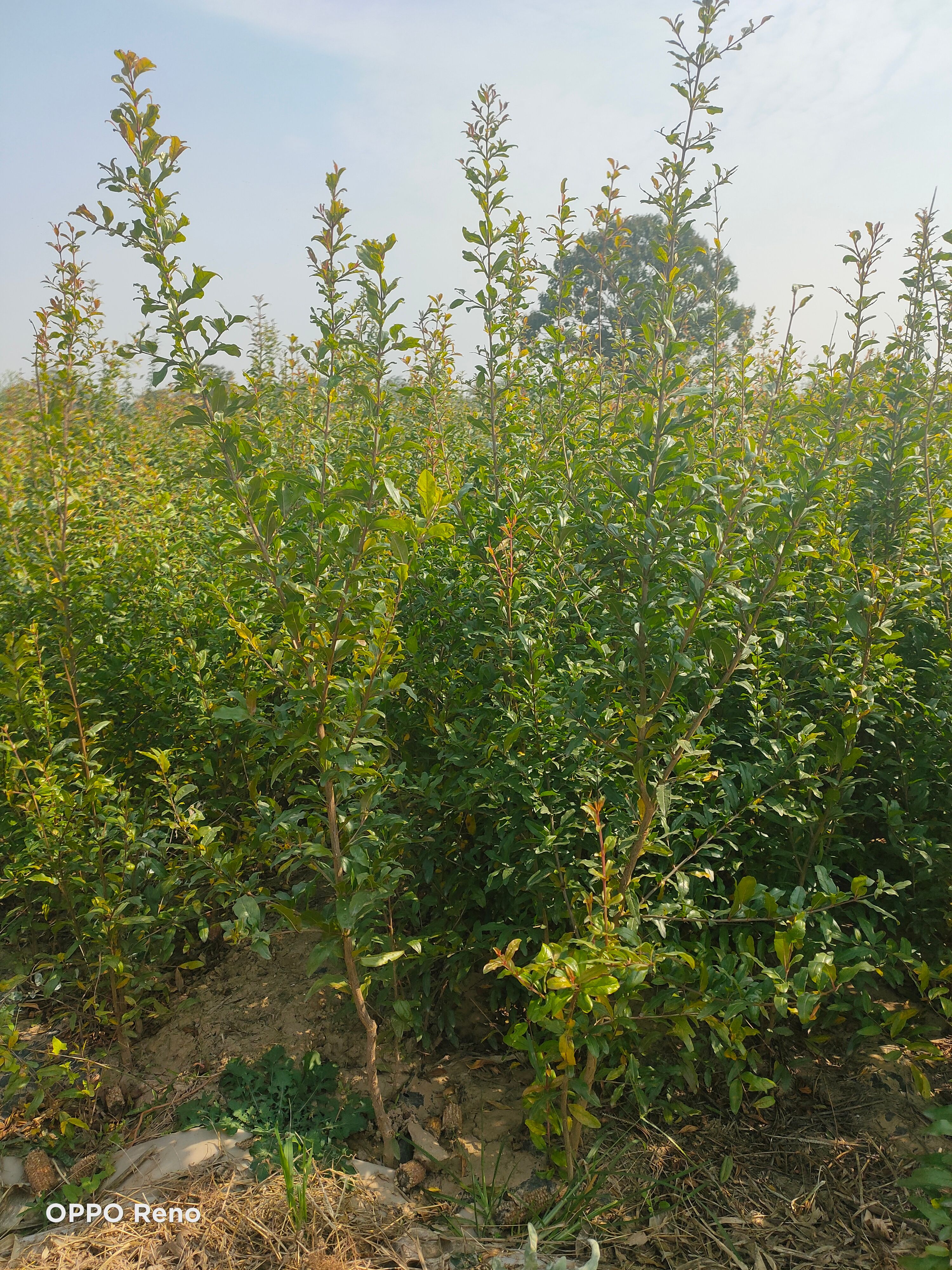 突尼斯软籽石榴树苗