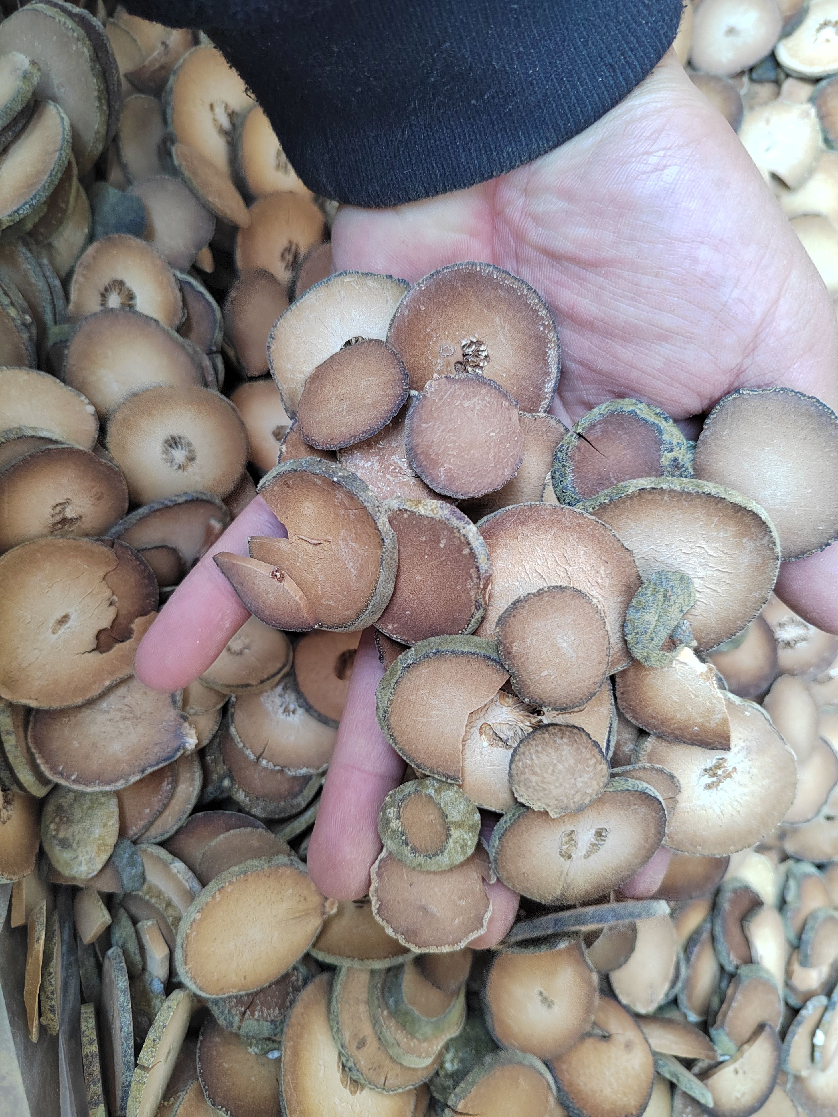 化橘红  橘红，华橘红