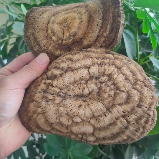 南漳县干葛根  葛根片神农架葛根干片柴葛根老片农家葛根茶