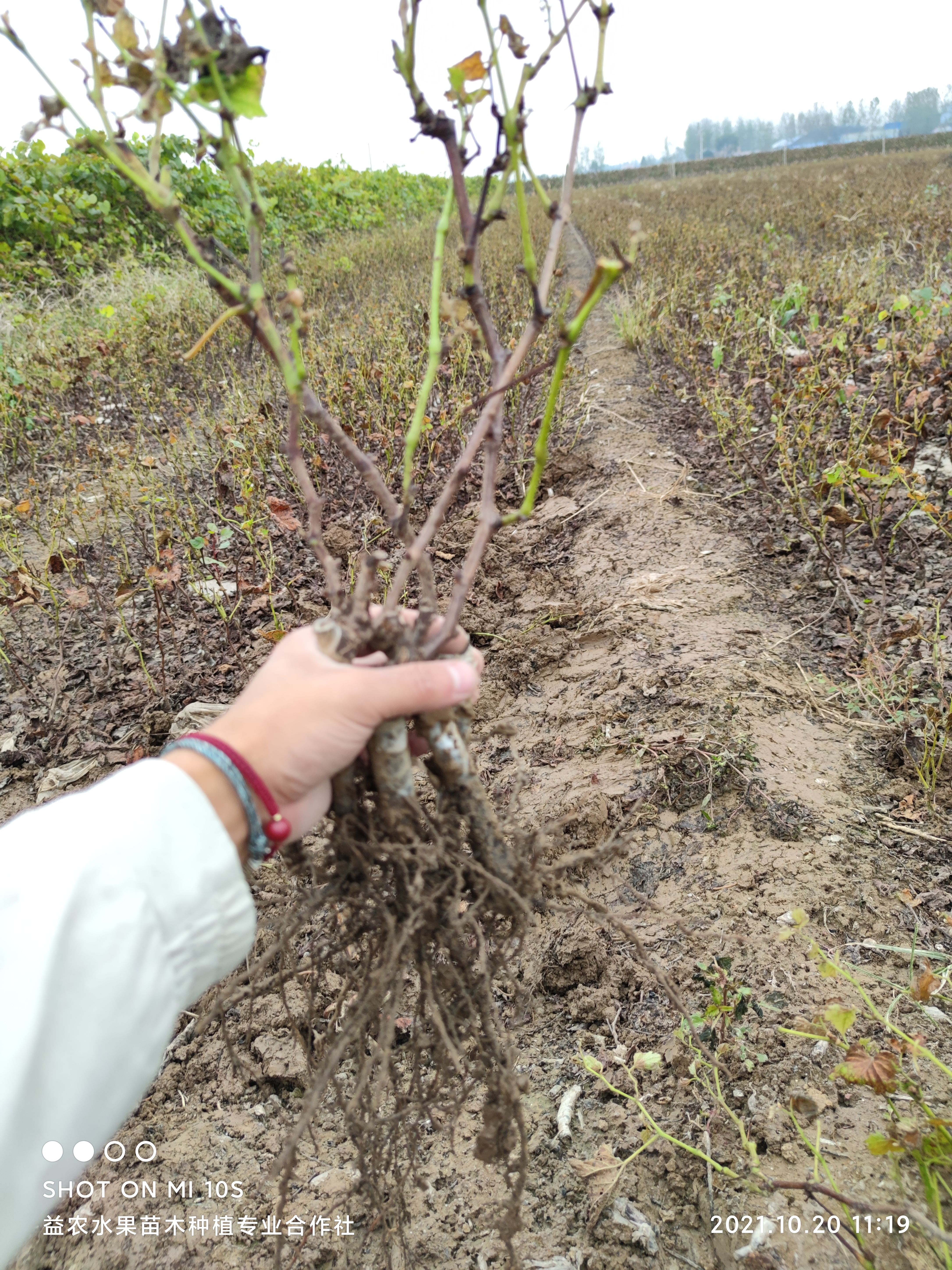 阳光玫瑰葡萄苗，夏黑，巨峰，红颜，蓝宝石葡萄苗，基地直销