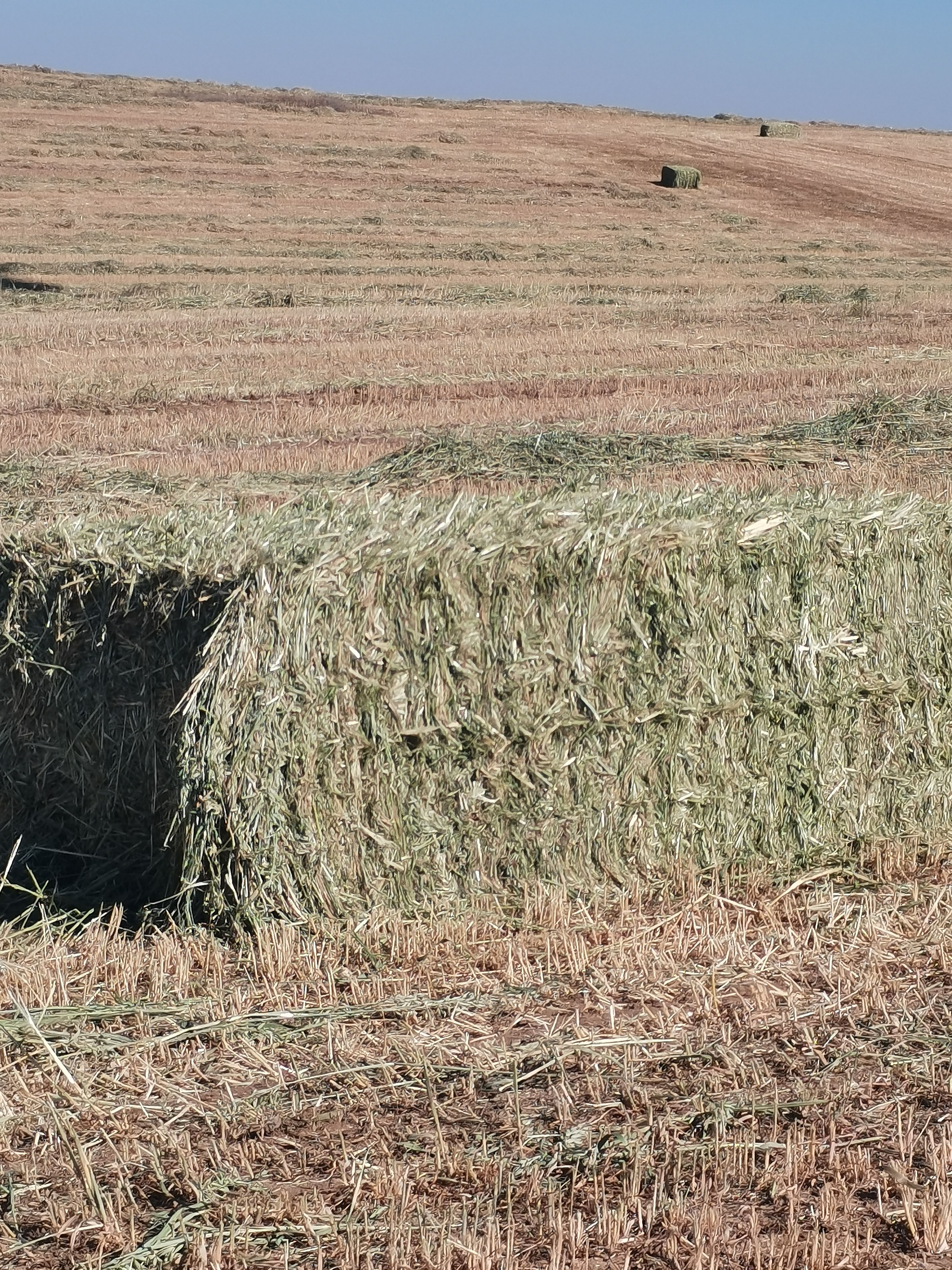  优质燕麦草出货中