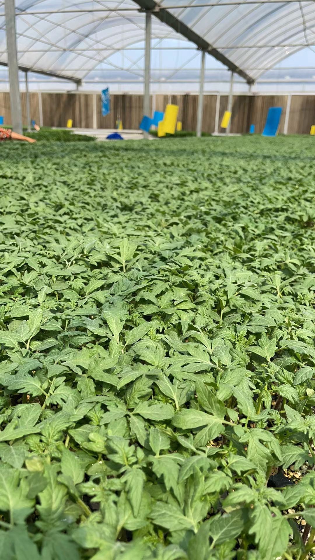 寿光市西红柿苗  口感西红柿(菲林，罗兰，普罗旺斯)
