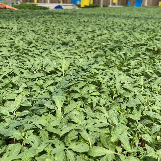 寿光市西红柿苗  口感西红柿(菲林，罗兰，普罗旺斯)