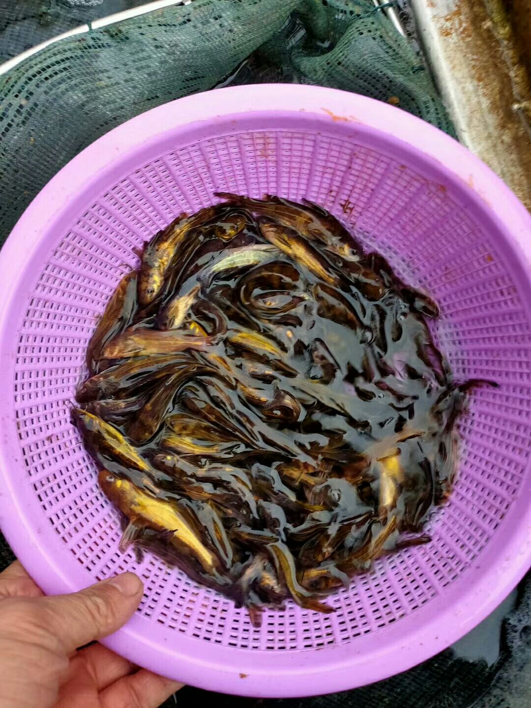 鲈鱼苗，本品周期短，见效快，收益高