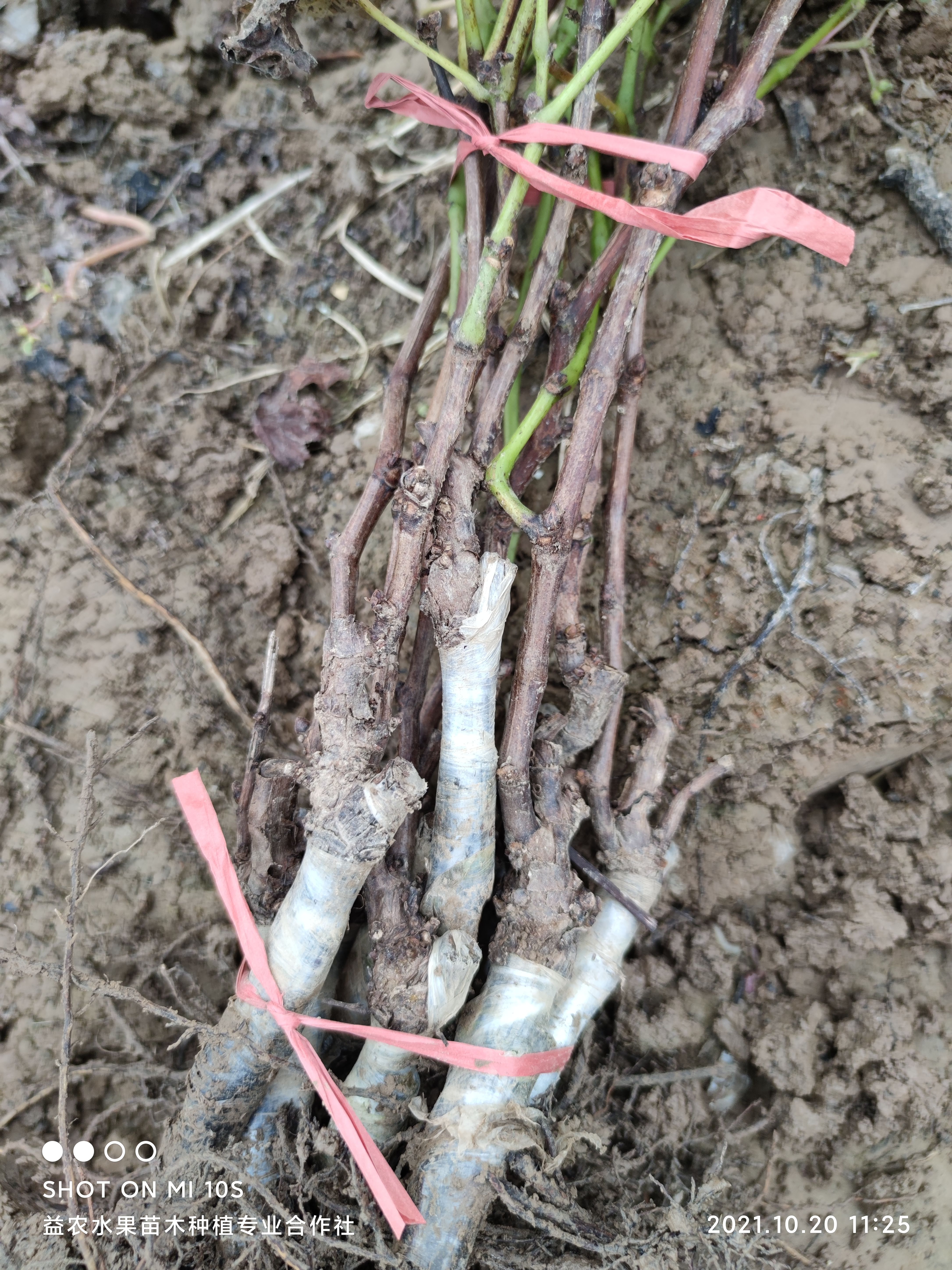 阳光玫瑰葡萄苗，夏黑，巨峰，红颜，蓝宝石葡萄苗，基地直销