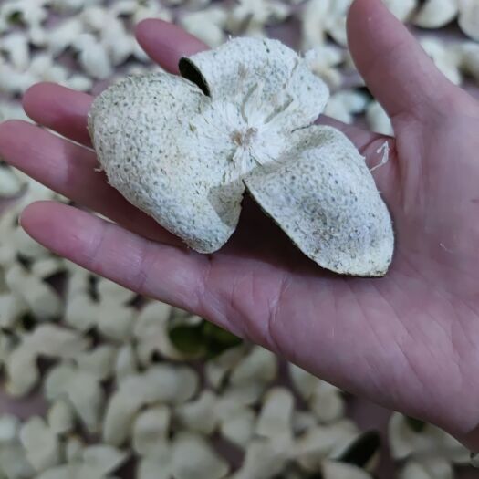 平南县陈皮  青皮，味辛苦，气芳香 二红皮味辛带苦略甜 大红皮味辛带苦略甜