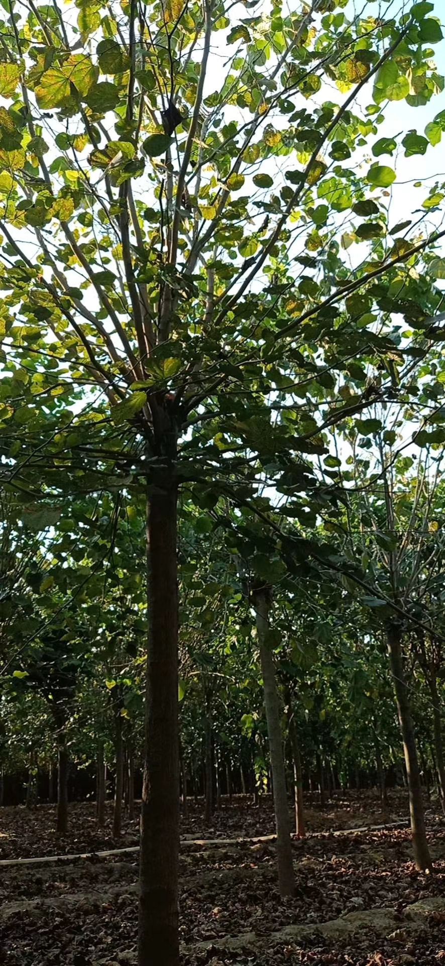 巨紫荆2-20公分