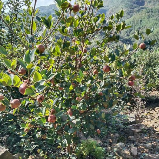 桂阳县高山茶油