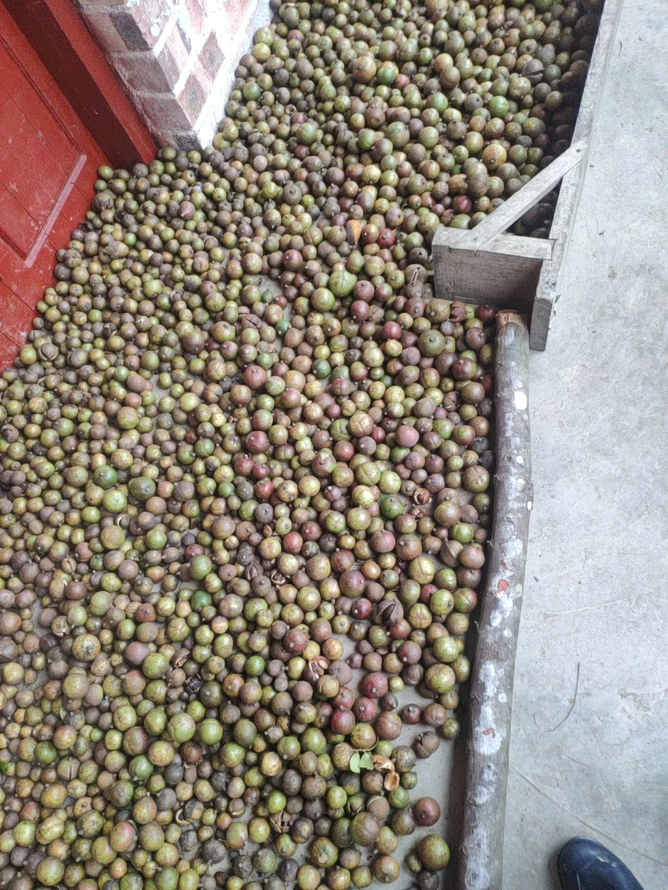 山茶油  新鲜茶油果