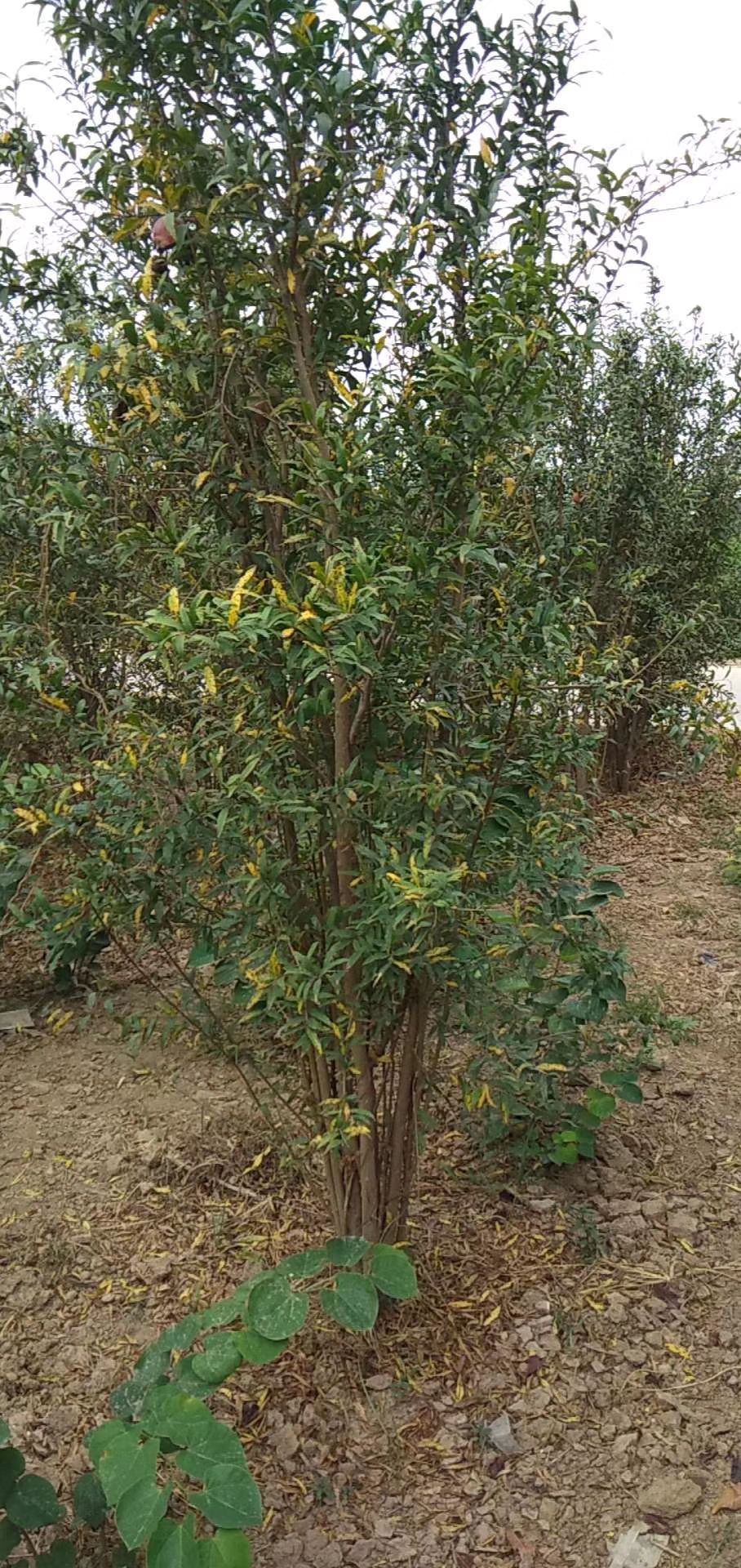 花石榴苗  大量供应高杆花石榴，丛生花石榴1-3米冠