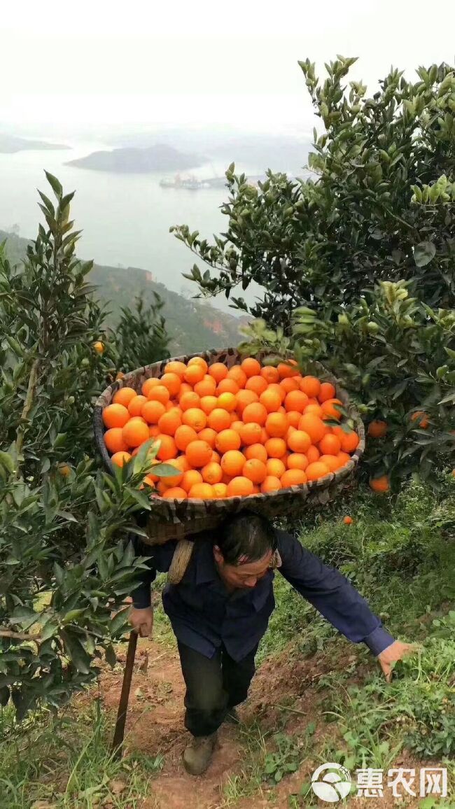 秭归脐橙产地直销，果大无核，色泽鲜亮，货源充足，欢迎来产地看