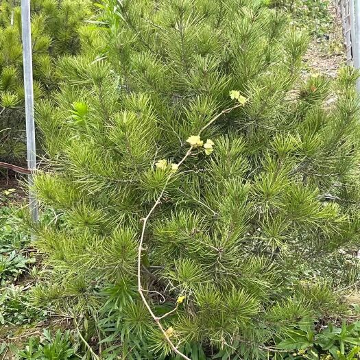 北京出十万棵，白皮松树苗粗5-6公分，高2米上下树冠80公分左右