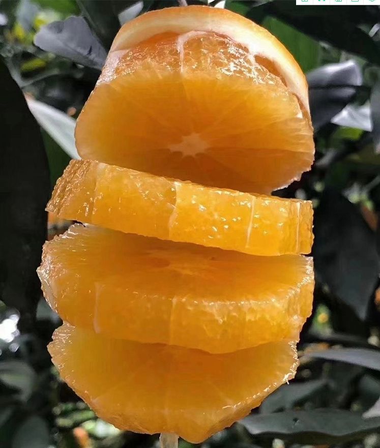 正宗赣南脐橙 皮薄肉多 口感超甜 大量有货