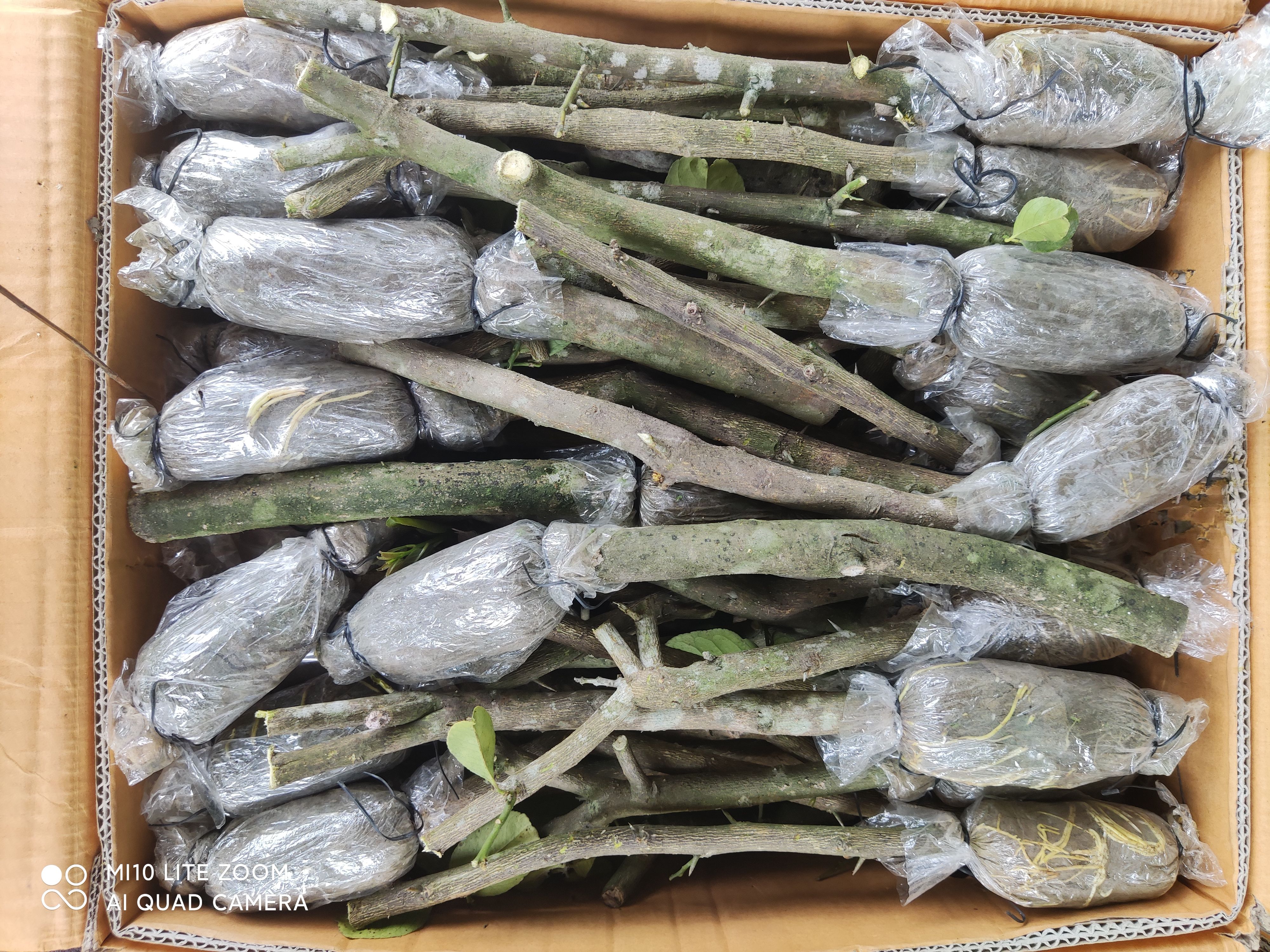 香水柠檬苗  广东无籽香水柠檬树苗，高压苗，品种好，品质更好