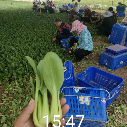曹县上海青，小油菜 一年四季都是货，
