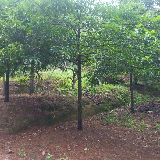 灵山县山竹树苗  黄金山竹苗