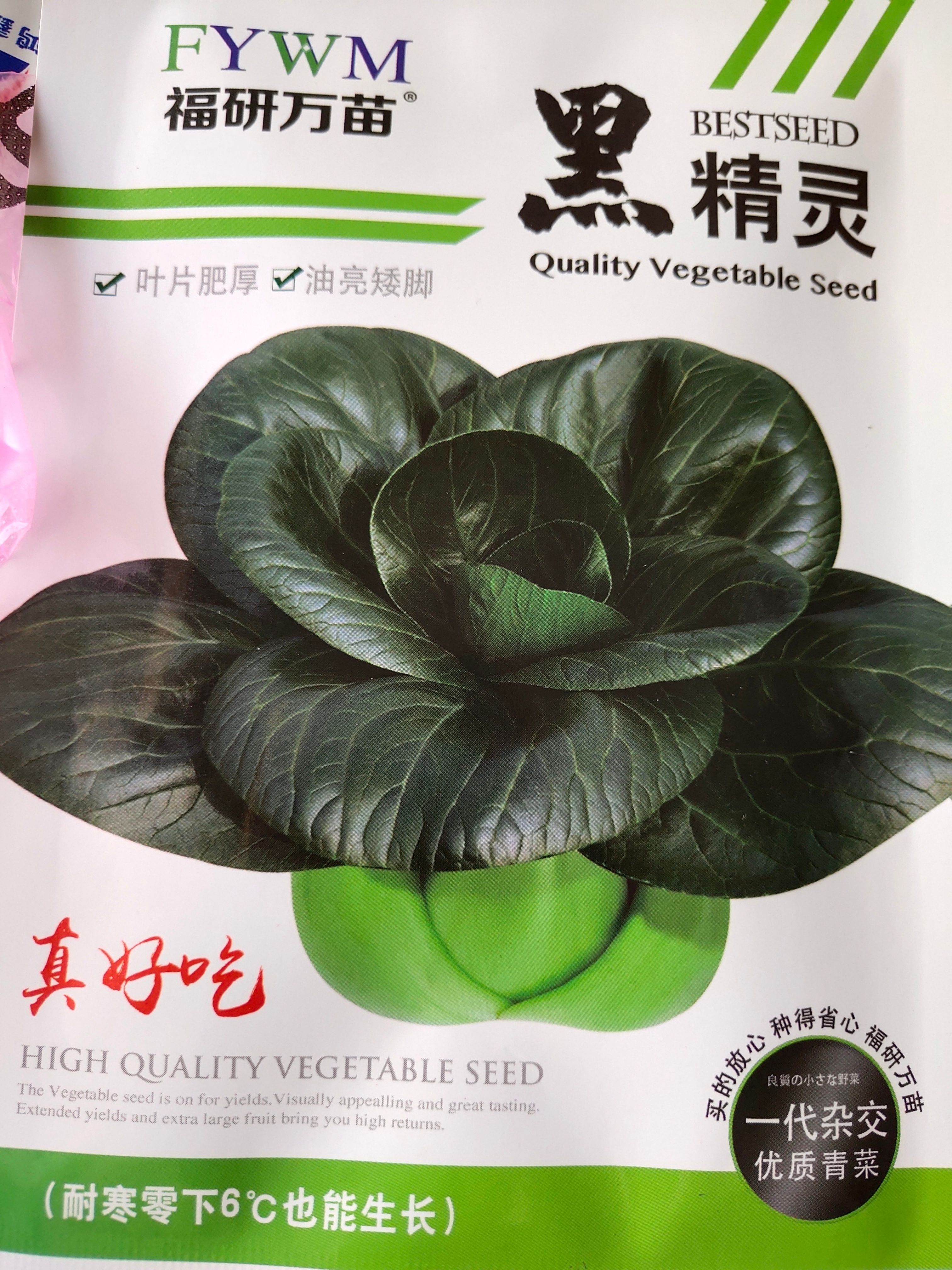 黑叶白菜种子 黑精灵苏州青。一代杂交品种。耐寒，零下6度也能生长，墨绿色，