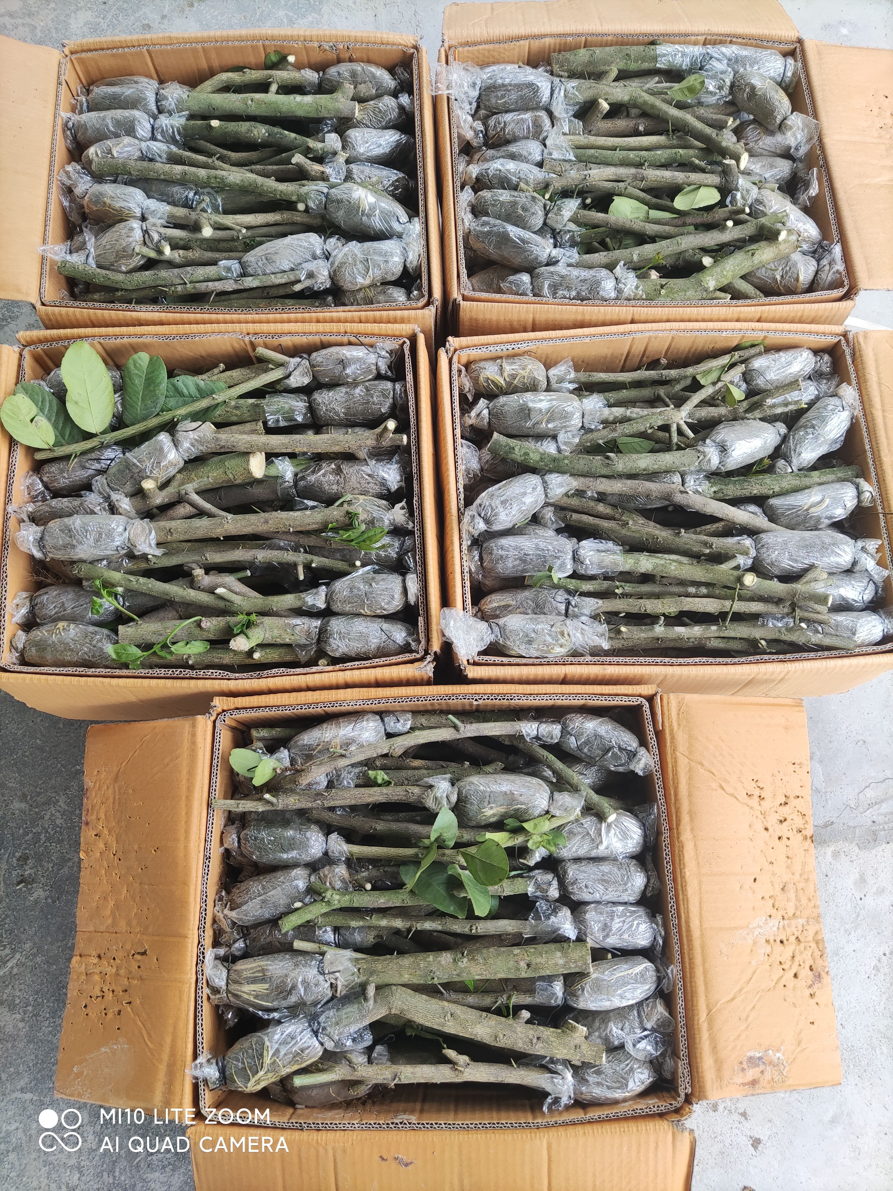 香水柠檬苗  广东无籽香水柠檬树苗，高压苗，品种好，品质更好