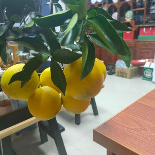 信丰县 赣南脐橙