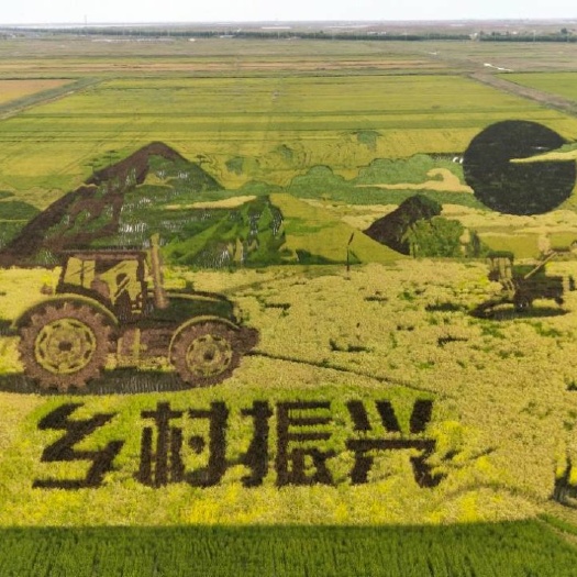 郯城县紫米 五彩旱稻  彩稻  做稻田画