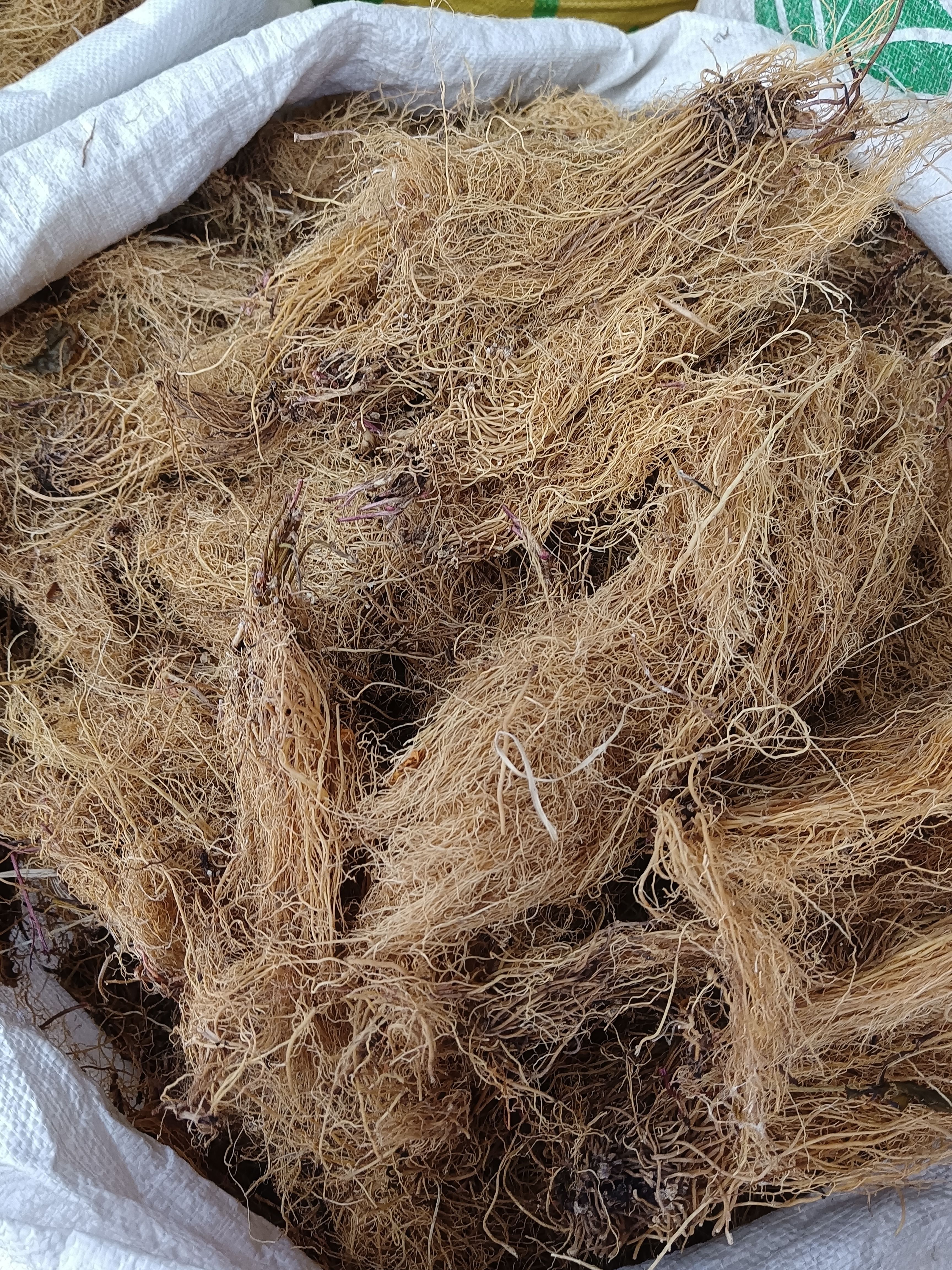 中药材统货细辛根细辛量大从优干品货