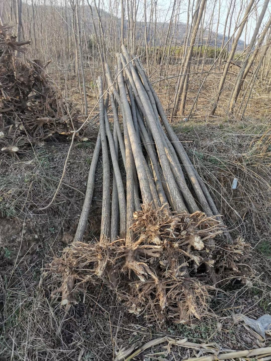 刺槐苗 刺槐树苗 刺槐规格根系发达易成活