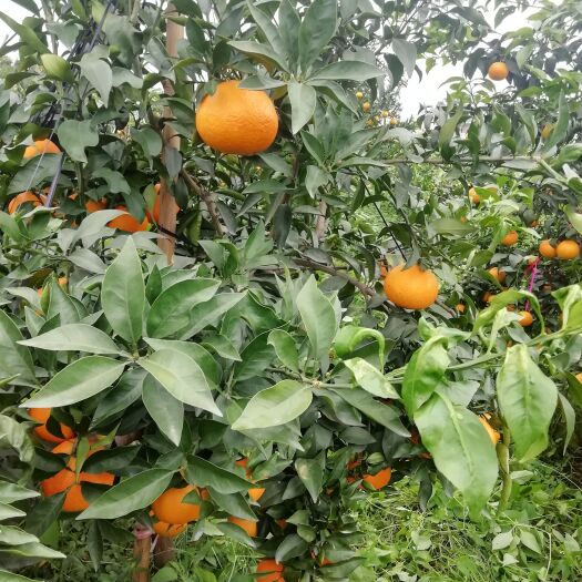 眉山爱媛橙  爱媛果冻橙