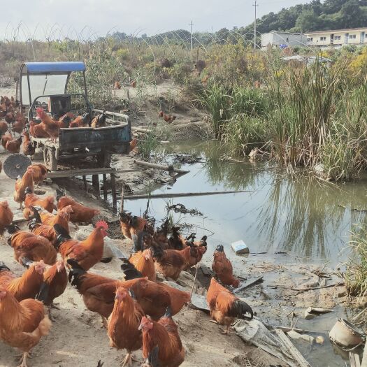 宁波九斤鸡  个人散养放养鸡，肉制可口，体型庞大