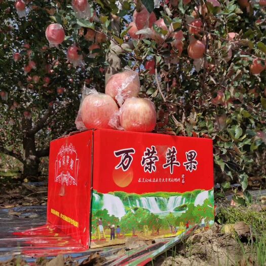 万荣县红富士苹果 苹果，苹果，万荣张李冯苹果