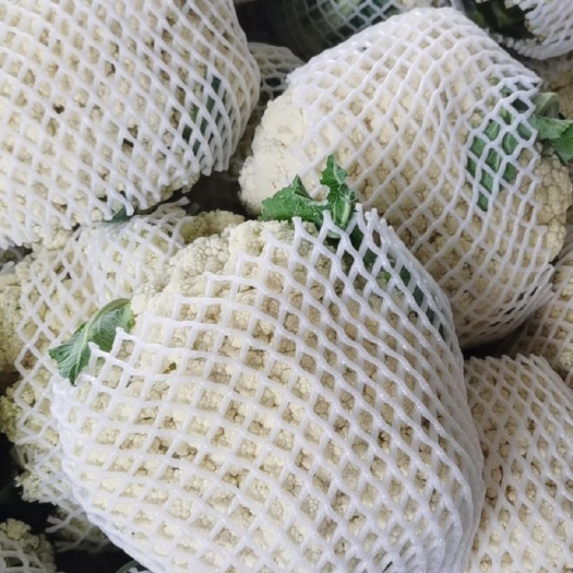 漳浦县白花菜花  福建青梗花菜.质量稳定.货源充足…可全国发货